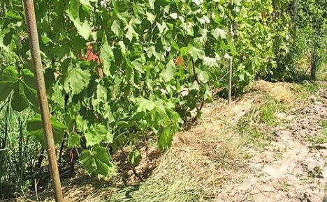 Хороший уход за виноградной лозой — гарантия богатого урожая