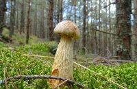 Это нужно увидеть своими глазами — грибы в Калининградской области, фото и описание