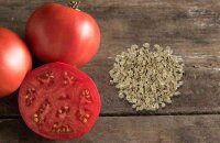 Как заготовить семена помидоров в домашних условиях — готовимся к новому посадочному сезону