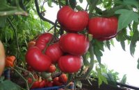 Самый сладкий и крупный — томат Корнеевский розовый, как его использовать и где выращивать