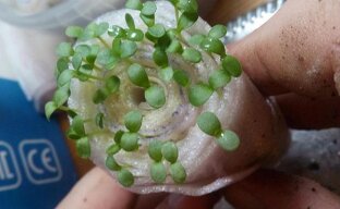 Безземельный посев семян мелиссы: уникальный способ для незаурядных садоводов