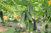 Свежие овощи круглый год — огурец Кураж F1, описание короля среди гибридов
