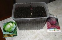 Сажаем капусту на рассаду: сроки посадки в зависимости от сорта