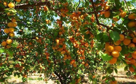 Выращивание абрикос на дачах Подмосковья