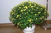 Уход за хризантемой мелкоцветковой низкорослой в домашних условиях
