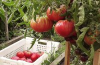 Секреты богатого урожая крупных томатов — как выращивать помидоры Розовый слон
