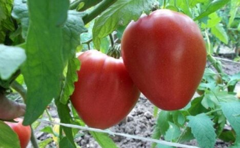Выращиваем на грядке томат Батяня