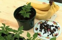 Удобрение из банановой кожуры для томатов и огурцов: как приготовить и применять?