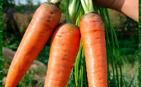 Сорт моркови Канада – нюансы выращивания высокоурожайного голландского гибрида