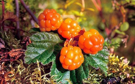 Лечебные свойства морошки и правила употребления царской ягоды