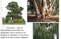 Для чего используется эвкалипт — в чем сила гигантского дерева с ароматными листьями