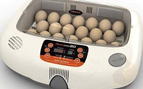 Выбор автоматических инкубаторов для куриных яиц