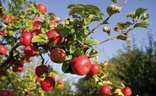 Выращивание корнесобственных саженцев яблони
