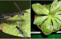 Как избавиться от почвенных мушек — спасаем растения от мелких, но зловредных насекомых