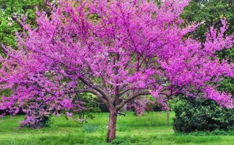 Украшение сада — дерево церцис