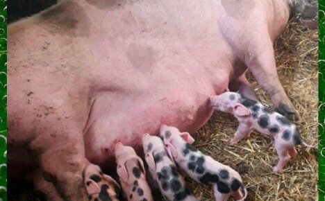 Порода свиней Пьетрен: мясной гигант с вредным характером