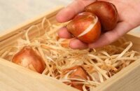 Как хранить луковицы тюльпанов: подготовка и выбор места