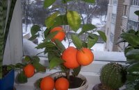 Через сколько плодоносит апельсин и можно ли ускорить это