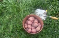 Чем отличается от других ранних сортов картофель Ильинский