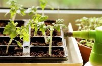 Как часто поливать рассаду помидоров на подоконнике на разных этапах выращивания