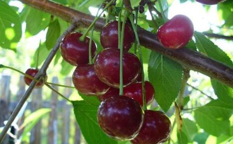 Фото и описание сорта вишни Владимирская