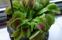 Уникальное плотоядное растение дионея — уход в домашних условиях за зеленой хищницей