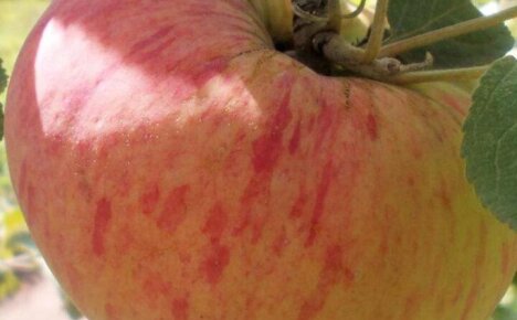 Самые вкусные и душистые яблочки от яблони сорта Орловим