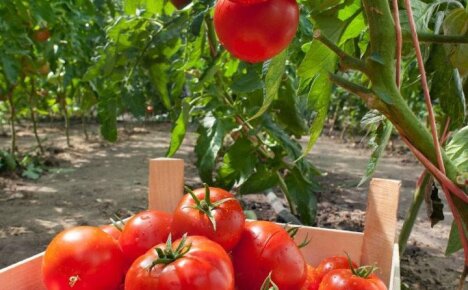 Раскрываем секрет: как вырастить помидоры без полива
