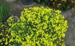 Алиссум скальный – солнечный цветок для весеннего сада