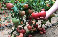 От чего зависит урожайность томата Бокеле и что особенного в этом сорте