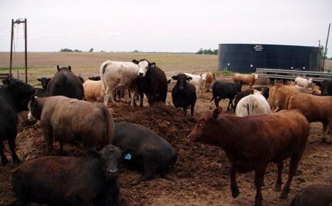 Как правильно использовать коровий навоз для удобрения почвы