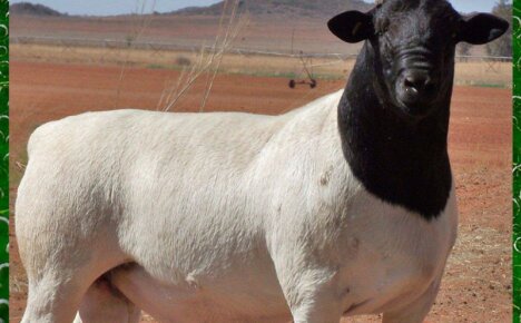 Чем ценна порода овец дорпер и правила содержания животных на подворье