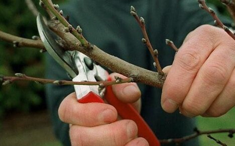Обрезка черешни – обеспечение урожайности дерева