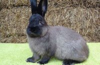 Бархатные «куницы» кролики породы Мардер — какие особенности животных и их разведения
