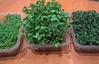 Как вырастить микрозелень дома — витамины круглый год