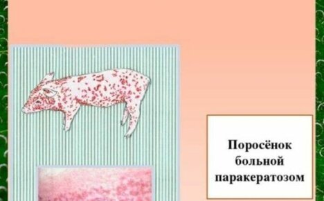 Паракератоз у свиней с точки зрения специалистов