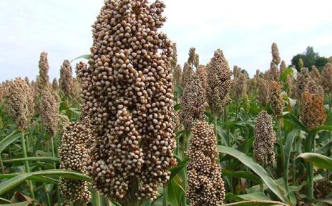 Грамотная технология выращивания сорго зернового – залог высокого и стабильного урожая культуры