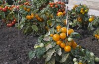 Лучший выбор дачника — штамбовые сорта томатов для Сибири