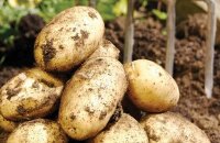 Что посадить, чтобы получить урожай сухим летом без полива — засухоустойчивые сорта картофеля