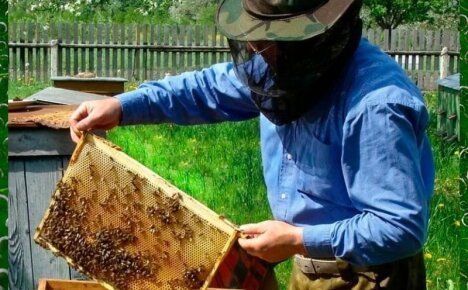 Как размножение пчел отводками поможет увеличить пасечное хозяйство