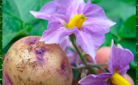 Лечебные свойства цветов картофеля — мощное оружие против рака и не только