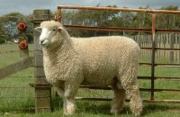 Чем отличается порода овец ромни-марш и насколько сложно их разводить