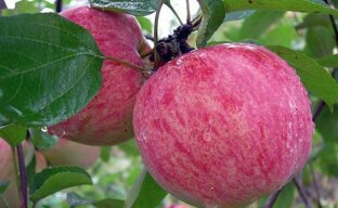 Лучшие летние сорта яблок для юга России
