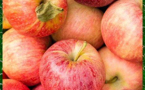 Яблоки Гала – популярный экзотический сорт и его разновидности