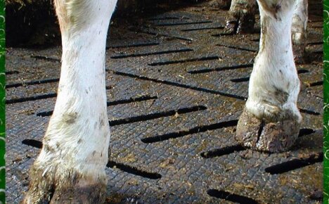 Самые распространенные болезни копыт у коров и их лечение