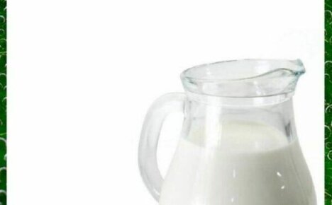 Для укрепления своего иммунитета употребляйте прополис с молоком