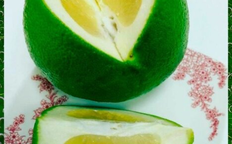 Открываем секрет экзотичного фрукта свити