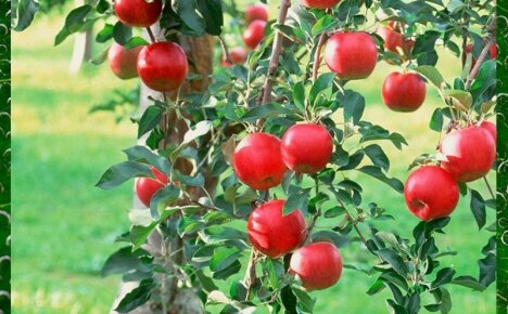 Как заставить яблоню плодоносить – простые и эффективные способы