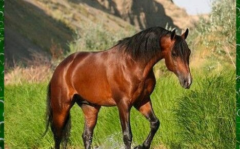Дикие лошади в природе — явление редкое, но удивительное