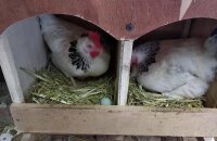 Может ли курица нести яйца без петуха — для чего нужен мужчина в женском коллективе